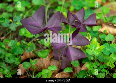 Lila Oxalis-Blätter, die zwischen grünem Klee in der Kansai-Region, Kyoto, Japan wachsen Stockfoto