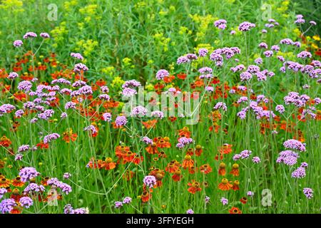 Attraktives Sommerbepflanzungskonzept mit Verbena bonariensis, Helenium und ostlicher Baldrian-Patrinia scabiosifolia, die im britischen Garten im Juni wachsen Stockfoto