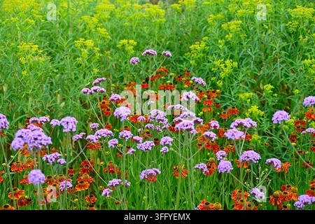 Attraktives Sommerbepflanzungskonzept mit Verbena bonariensis, Helenium und ostlicher Baldrian-Patrinia scabiosifolia, die im britischen Garten im Juni wachsen Stockfoto