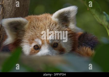Nahaufnahme-Porträt eines Roten Pandas (Ailurus fulgens), der ruht und durch grüne Blätter im Sonnenlicht schaut. Stockfoto
