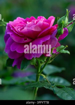 Rosa 'Princess Anne' (auch bekannt als AUSkitchen), rosa Rose, gezüchtet vom britischen Rosenzüchter David C. H. Austin Stockfoto
