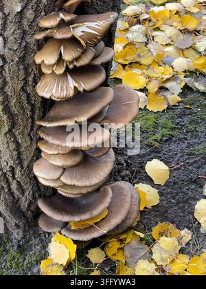 Schichtweise braune Pilze auf Baumstamm Stockfoto