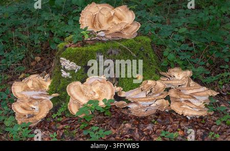 Riesenpolyporenpilz bzw. Meripilus giganteus im Wald, Rheinland, Deutschland Stockfoto