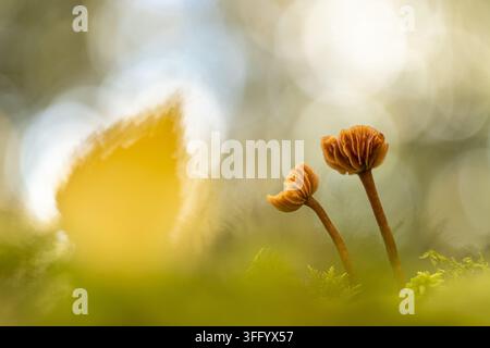 Hampshire, Vereinigtes Königreich - 08. Oktober 2020: Ansicht von zwei kleinen Deceiver-Pilzen, die auf moosigem Waldboden wachsen, mit einem verschwommenen gelben Blatt im Hintergrund Stockfoto