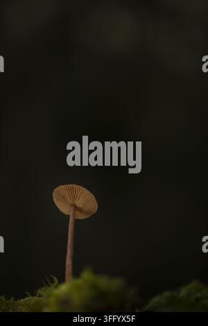 Hampshire, Vereinigtes Königreich - 08. Oktober 2020: Blick auf einen Irreführer-Pilz, der aus moosigem Boden in einer dunklen Waldkulisse wächst. Stockfoto