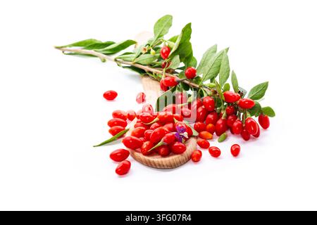 Frische Goji-Beeren mit grünen Blättern auf weißem Hintergrund . Stockfoto