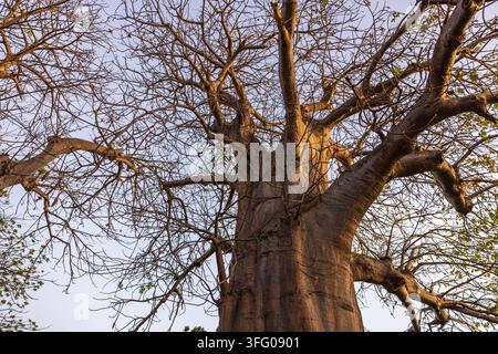 Nahaufnahme eines massiven afrikanischen Baobabs mit ausladenden Ästen im Collins Park, Miami Beach. USA. Stockfoto