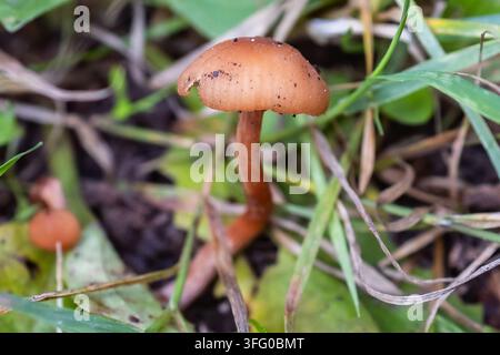 Winziger brauner Waldpilz im Gras Stockfoto