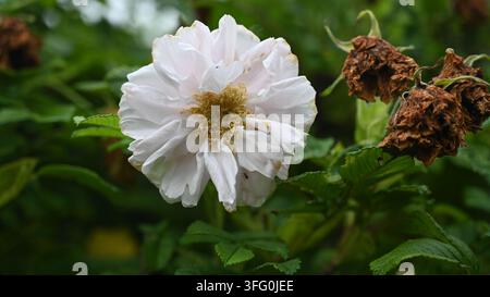 weiße Rugosa-Hybridrose Stockfoto