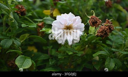 weiße Rugosa-Hybridrose Stockfoto