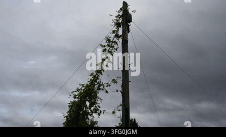 Gewöhnliche Hopfengewächs klettert an Strommast und Stromleitungen hoch Stockfoto