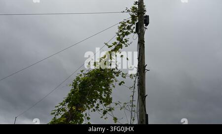 Gewöhnliche Hopfengewächs klettert an Strommast und Stromleitungen hoch Stockfoto