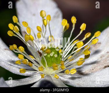 Holz-Anemone-Blüte (Anemonoides nemorosa) Makro einer einzelnen weißen britischen Wildblume mit extrem nahen Details von Stigmata, Antheren und Pollen Stockfoto