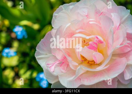 Rosa Tulpen Angelique. Eine Blüte und eine Knospe Angelique-Tulpe mit geringer Schärfentiefe. Tulpe Angelique doppelte späte Tulpenblüte Stockfoto