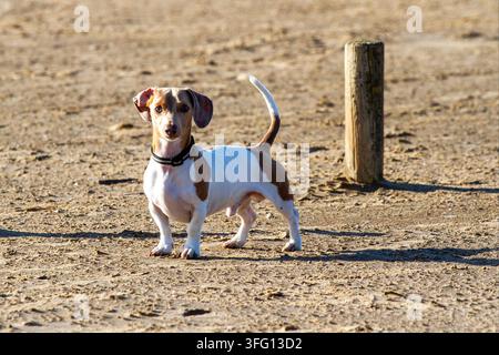 Ein wachsamer scheckiger Dackel steht stolz an einem sandigen Strand. Southport, UK. Stockfoto