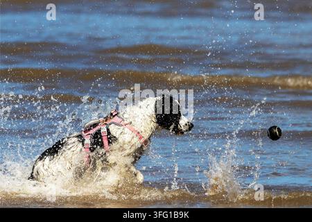 Ein lebhafter schwarz-weißer English Springer Spaniel in einem rosa Geschirr springt an einem sonnigen Tag durch Meereswellen. Southport, UK. Stockfoto