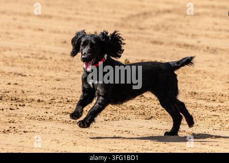 Ein energiegeladener schwarzer Cocker Spaniel mit rotem Halsband rennt verspielt über einen texturierten Sandstrand an einem hellen Sonnentag. Southport, UK. Stockfoto