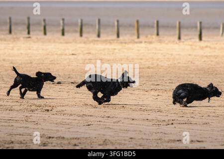 Drei energiegeladene schwarze Cocker Spaniels rennen mit voller Geschwindigkeit über einen weiten Sandstrand an einem sonnigen Tag. Southport, UK. Stockfoto
