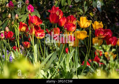 lebendiges Blumenbeet mit roten und gelben Tulpen (Tulipa), die im hellen Frühlingssonnenschein im Churchtown Botanischen Garten in Southport, UK, blühen Stockfoto