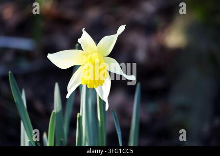 Ein scharfes Nahaufnahme-Profilporträt einer wilden Narzisse (Narcissus pseudonarcissus), die im frühen Frühling blüht. Southport, UK Stockfoto