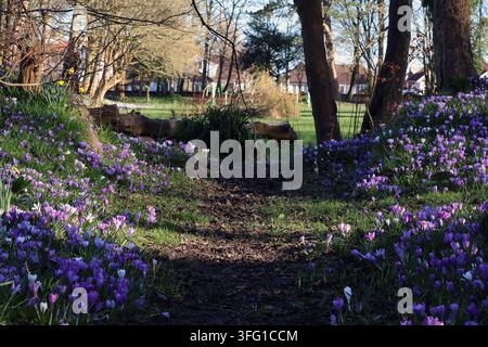 Ein dichtes Feld von Frühlingskrokussen, die in lebhaften Schattierungen von Lila und Weiß blühen. Southport, UK. Stockfoto