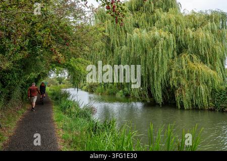 Großer Trauerweidebaum (Salix babylonica) am Ufer des Oxford-Kanals mit Menschen, die den Uferweg entlanggehen. Stockfoto