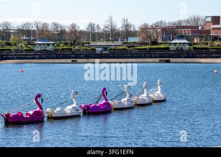 Rosa Flamingo- und weißer Schwan-Pedalboote treiben gemeinsam auf dem Southport Marine Lake. Southport, UK. Stockfoto