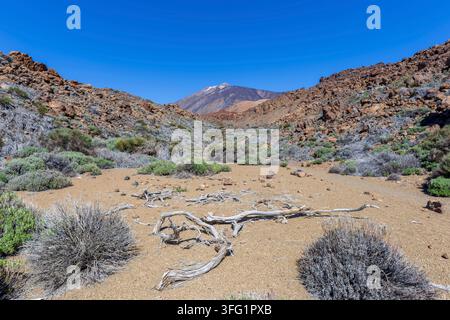 Felsige Lava-Landschaft mit verstreuter Hochgebirgsvegetation im trockenen Klima des Teide-Nationalparks, darüber erhebt sich der markante Pico del Teide Stockfoto