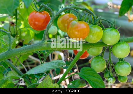 Süße 100 Kirschtomaten an der Ranke, Solanum lycopersicum, Vancouver, British Columbia, Kanada Stockfoto