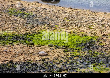 Grünalgenfleck in Salinas de Janubio. Lebendige Meerespflanzen bedecken vulkanische Felsen in einem Gezeitenbecken an der Küste von Lanzarote, Spanien. Stockfoto