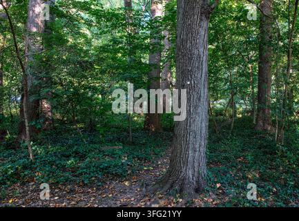 Ein üppiger, grüner Laubwald mit dichtem Unterholz, ausgewachsenen Bäumen und einem umgestürzten Baumstamm auf dem Waldboden, der in gesprenkeltem Sonnenlicht badet Stockfoto