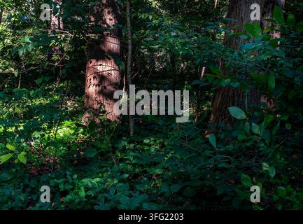 Ein üppiger, grüner Laubwald mit dichtem Unterholz, ausgewachsenen Bäumen und einem umgestürzten Baumstamm auf dem Waldboden, der in gesprenkeltem Sonnenlicht badet Stockfoto