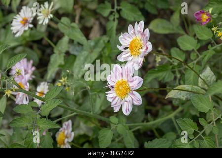 Nahaufnahme von hellrosa Kosmeien-Sommergartenblumen während der goldenen Stunde. Stockfoto