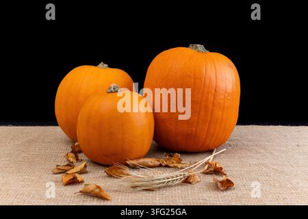 Verschiedene Größen von leuchtend orangefarbenen Kürbissen, die auf rustikalem Sackleinen gegen schwarzen Studiohintergrund gruppiert sind, umgeben von verstreuten getrockneten Herbstblättern und einem Sing Stockfoto