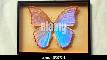Blaue Morpho-Didius-Schmetterling Dorsalansicht montiert in einem Rahmen (ventrales Muster durchscheinend) Stockfoto