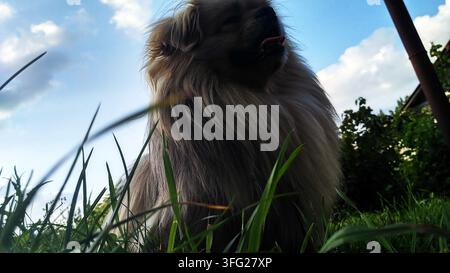 Flauschiger Pekinesenhund sitzt im Freien auf grünem Gras unter einem blauen Himmel. Eine niedrige Blickwinkelaufnahme vermittelt ein Gefühl von Loyalität und unbeschwerter Sommerfreiheit. Stockfoto
