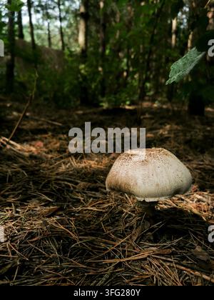 Wilder Parasol-Pilz wächst auf dem Waldboden zwischen trockenen Kiefernnadeln. Sonnenlicht beleuchtet den natürlichen essbaren Pilz in einer ruhigen HerbstnaturSzene. Stockfoto