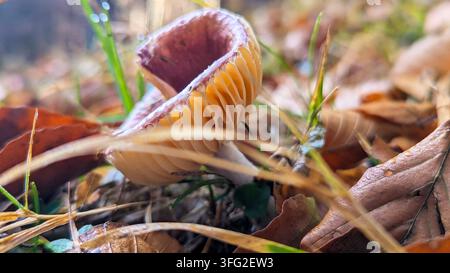 Makroaufnahme eines kleinen Waldpilzes, der zwischen Herbstblättern und Gras emporwächst, mit detaillierten Lamellen, weichen Farben und natürlichen Texturen für Natur, Ökol Stockfoto