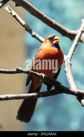 Männlicher oder weiblicher farbenfroher Vogel – Northern Cardinal. Dieser Vogel ist Bewohner südlicher Wälder, Repräsentant der Fauna und eine seltene Art. Stockfoto