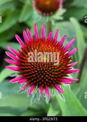 Pinkes Sonnenhut (Echinacea purpurea) in Blüte, Nahaufnahme im Sommer Stockfoto