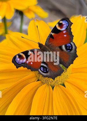 Pfauenblume (Aglais io) mit geöffneten Flügeln auf einer gelben Blume Stockfoto