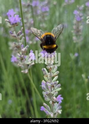 Bumblebee, der an einer Lavendelblüte (Lavandula) in einem Sommergarten nährt Stockfoto