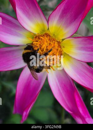 Biene sammelt Pollen auf einer rosa Dahliablüte mit gelbem Zentrum Stockfoto