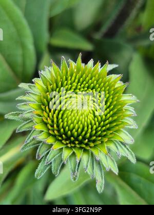 Nahaufnahme einer Echinacea-Blütenknospe vor dem Aufblühen im Garten Stockfoto