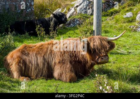 Highland-Rinder ruhen auf steilem grasbewachsenem Hang, Seitenansicht der gehörnten schottischen Rasse, die ruhig auf landwirtschaftlichem Gebiet auf der Hebriden-Insel grast Stockfoto