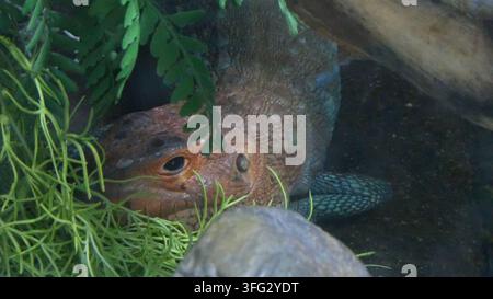 Los Angeles, Kalifornien, USA 9. September 2026 Kaiman-Echse im Regenwald der Amerikas im LA Zoo am 9. September 2026 in Los Angeles, Kalifornien, USA. Foto von Barry King/Alamy Stock Photo Stockfoto
