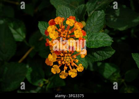 Nahaufnahme von lebhaft orangefarbenen und gelben Lantana-camara-Blüten, umgeben von dunkelgrünen Blättern bei weichem Tageslicht. Stockfoto