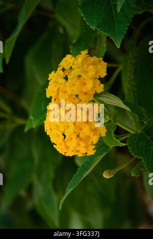 Vertikale Nahaufnahme einer leuchtend gelben Lantana-camara-Blüte, umgeben von satten grünen Blättern bei natürlichem Tageslicht. Stockfoto