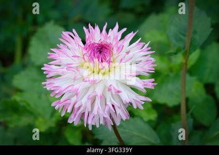 Nahaufnahme einer lebendigen rosa und weißen gelappten Dahliablüte mit gefransten Blütenblättern vor üppigem grünem Laub. Stockfoto