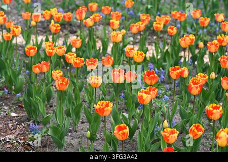 Viele orange und gelbe Triumph-Tulpen blühen auf einem Gartenblumenbeet mit kleinem blauem Muscari-Hintergrund und verschwommenem Kopierraum-Hintergrund. Stockfoto